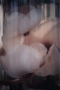 Floral Specimens in suspension creating simple monochromatic abstract patterns with shapes and light.