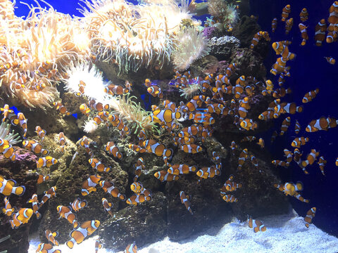 nemos in aquarium