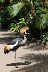 Naklejka premium Grey crowned crane walks on dirt path in tropical park. Exotic bird displays colorful feathers and unique head crest. Rich green foliage forms a vibrant background, sunny day.