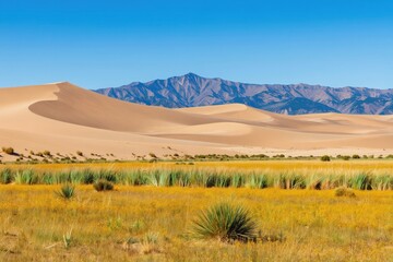 Naklejka premium Golden sand dunes rise behind a meadow bursting with yellow wildflowers and green grass. Jagged mountains form horizon under clear blue sky. Serene desert landscape.