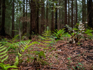 Green ferns grow on a forest floor © Cam