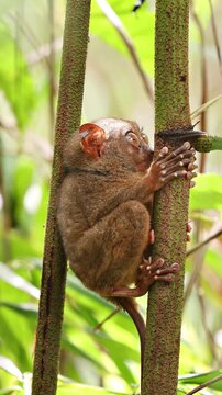 The unique and cute looking Tarsier. Shot on Bohol Philippines. Vertical Video.