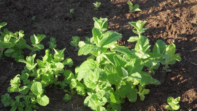 Young sprouts of false apple mint grow from dark fertile soil under bright morning sunlight in a static view. Perfect for content about agriculture, gardening, and organic herb cultivation. 