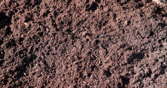 Brown peat in close-up, loose organic peat is poured in an even layer to prepare the beds for spring planting