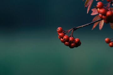 Obraz premium Red berries on branch with autumn leaves. Blurred dark green background. Natural macro shot. Tiny water drops on fruit. Soft bokeh effect. Seasonal plant detail.