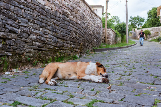 Gjirokaster, Albania - 09 June 2026: View of a stray dog lying on a cobblestone street next to a historic stone wall with a person walking in the background.