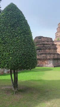 Two conical shaped trees stand in front of ancient brick ruins at Wat Yai Chai Mongkhon in Ayutthaya, Thailand. The temple is a historical site.