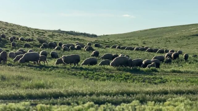 Many cute sheep grazing on green pasture, camera moving in