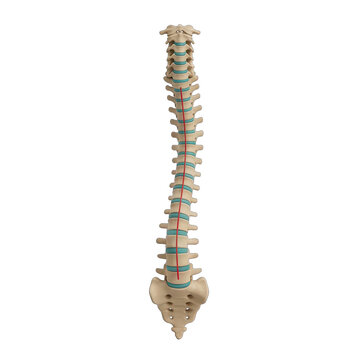 Human Spine Anatomy with Spinal Cord