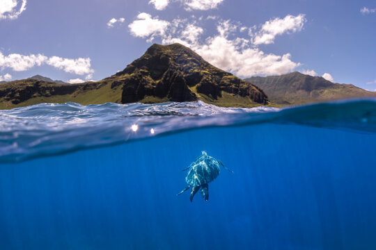 Split level photograph of a green sea turtle swimming beneath crystal clear water with the rugged west coast of Oahu, Hawaii, rising above the ocean surface.