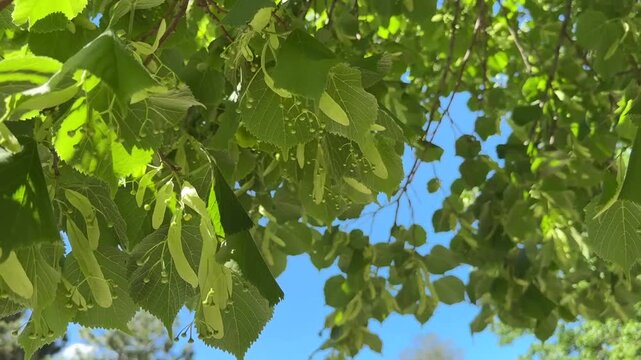 Beautiful linden tree with green leaves growing outdoors, closeup