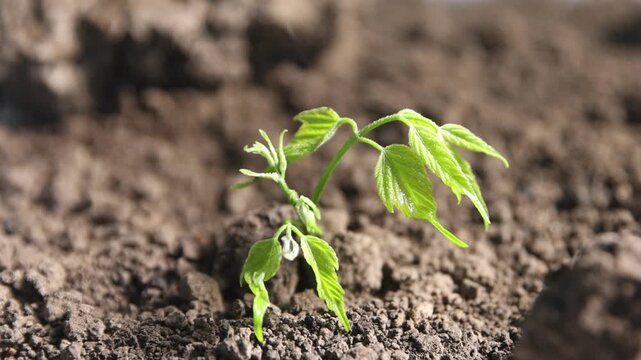 Spraying water onto sprout growing from dry soil outdoors, closeup