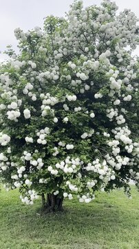 Beautiful viburnum shrub with white flowers in park. Camera moving and zooming out