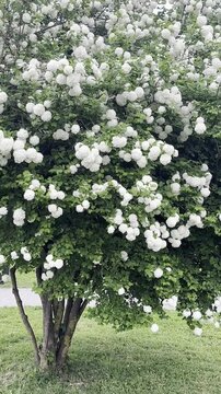 Beautiful viburnum shrub with white flowers in park. Camera zooming out