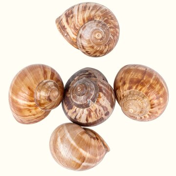 Group of Fresh Raw Whelk Sea Snails Expertly Isolated Over a Pure White Background