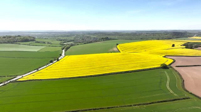 Rapeseed fields and Farms over Bere Regis from a drone, Dorset, England