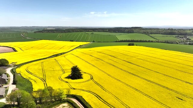 Rapeseed fields and Farms over Bere Regis from a drone, Dorset, England