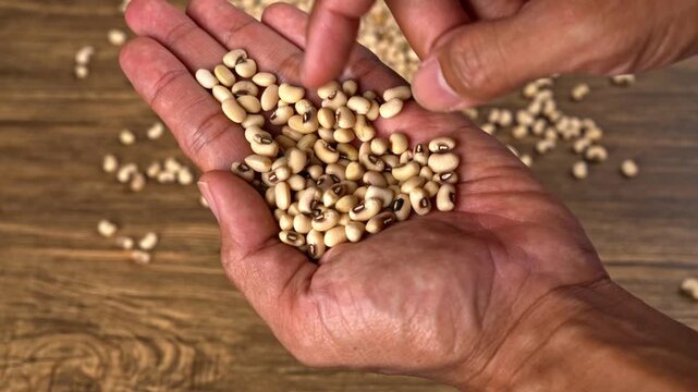 Close up view of human hands carefully sorting and examining black eyed beans a healthy food ingredient for cooking prep
