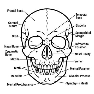 Detailed anatomical diagram of human skull front view.