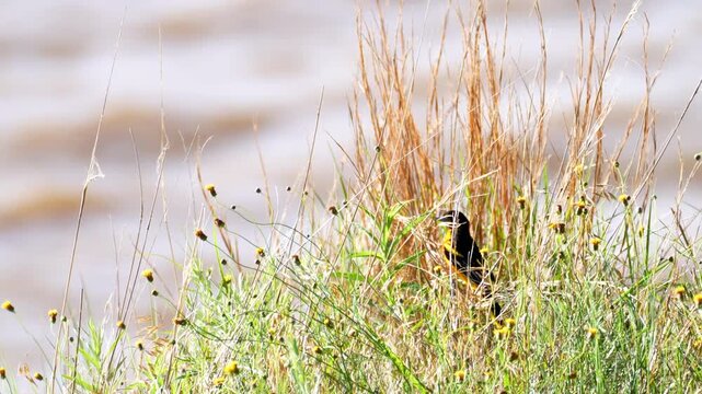 a male oriole blends in with a group of prairie flowers and grasses next to a lake with great camouflage