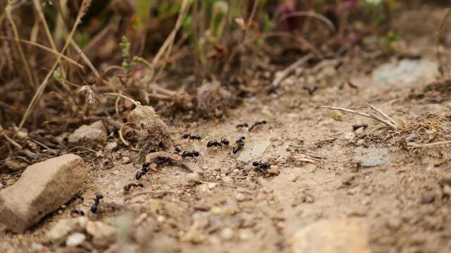 Macro video of a determined ant carrying a large piece of wood across the forest floor in its natural habitat. The footage captures the impressive strength and persistence of the tiny insect