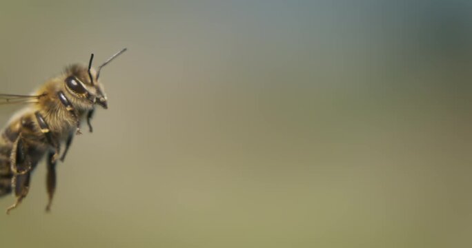 A mesmerizing slow-motion video captures a honey bee in an elaborate dance of flight, its delicate wings beating with precision and grace.