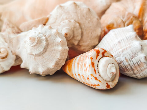 Conus and Rapana Seashells. Marine Mollusk Shells.