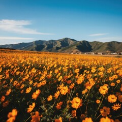Fototapeta premium Vibrant orange flower field stretches towards green mountains under a clear blue sky. Sun shines on blooming nature, creating a picturesque tranquil landscape.