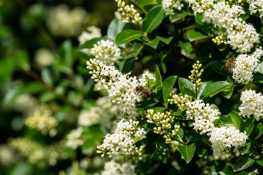 Dense privet shrub blooming with tiny white flowers, bees collecting nectar.