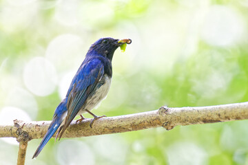 Obraz premium 山林で虫を咥えるオオルリ(Blue-and-White Flycatcher)の雄