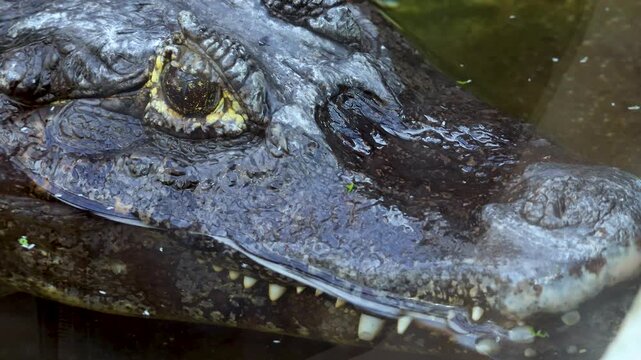 Crocodile eye macro close up reptile alligator head swimming underwater wild animal texture