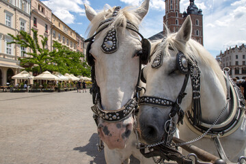 Obraz premium Horses in traditional carriage rides in Krakow, Poland. They are Percheron draft horses, known for their versatility and strength. Are adorned with ornate, jewel-encrusted harnesses for tourist rides.