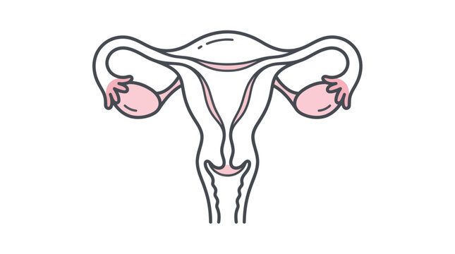 Female Reproductive System Anatomy Diagram - Uterus, Ovaries, Fallopian Tubes