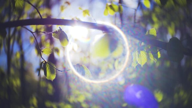Beautiful circular lens flare shines through sunlit green branches in a park. Cinematic look with vignette, lens flares, sharp center focus, and swirled background for artistic effect.