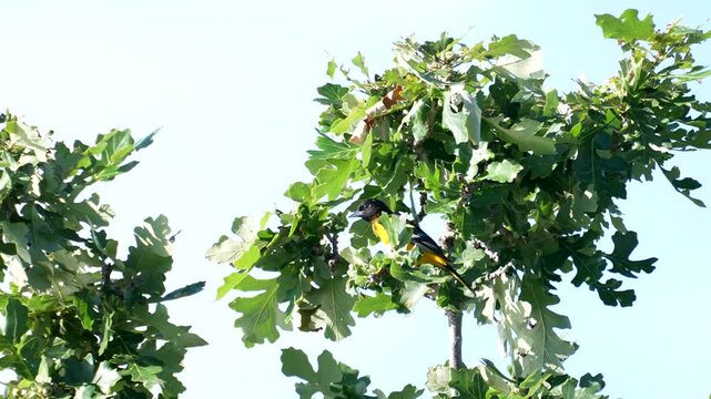 Oriole balances on a branch in morning light
