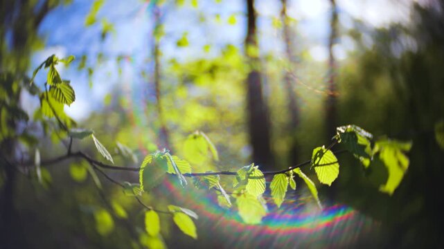 Sunlight filters through vibrant green leaves in a dense forest. Cinematic look with vignette, lens flares, sharp center focus, and swirled background for artistic effect.