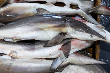 Fototapeta premium Fresh Fish Waiting for Sale at a Seafood Auction Market