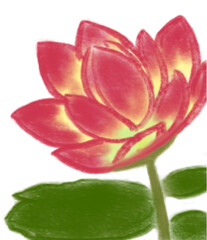 Fototapeta premium pink lotus flower
