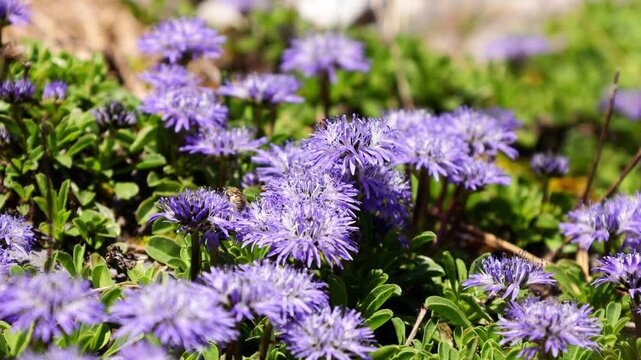 Macro video of a honey bee collecting nectar and pollen from a colorful flower in a natural garden or meadow environment. The footage captures the bee as it moves between petals