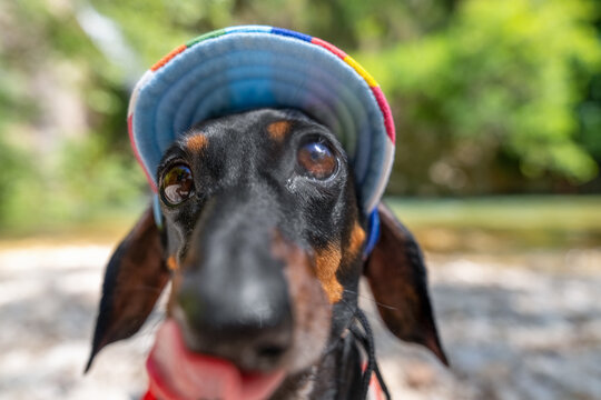 A black and tan dachshund wearing a bright striped cap against the backdrop of a waterfall licks its lips teasingly and looks devotedly at the camera, an adventure portrait in nature and on a walk