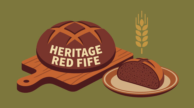 Heritage Red Fife Wheat Bread with Deep Complex Flavor