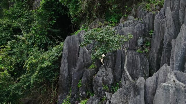 Goat Perched On Karst Summit Overlooking Phong Nha Vietnam, Small Animal Stands At Rocky Pinnacle Beside Lone Shrub, Panoramic Drone Pullback Reveals Dramatic Limestone Ridges And Calm,