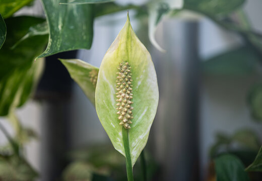 A spadix flower of Spathiphyllum wallisii plant while blooming. The spadix is generally cream or ivory when young, and turns green with age.