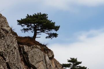 Obraz premium A lone pine tree grows on a rocky cliff edge. Sparse dry grass dots the stone terrain. A second pine tree is visible lower down. The sky is blue with white clouds.