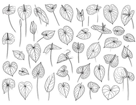 Black and white illustration of various, delicately-drawn tropical flora, with heart-shaped leaves and long stems
