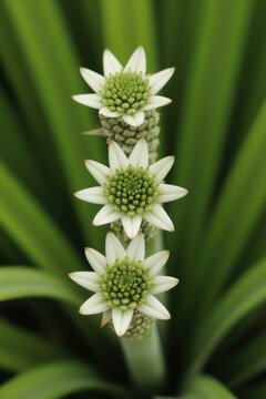 Three white Eucomis bicolor flowers bloom on a tall green stalk. Delicate star shaped petals surround a central green bud cluster. Rich green leaves form a soft background.