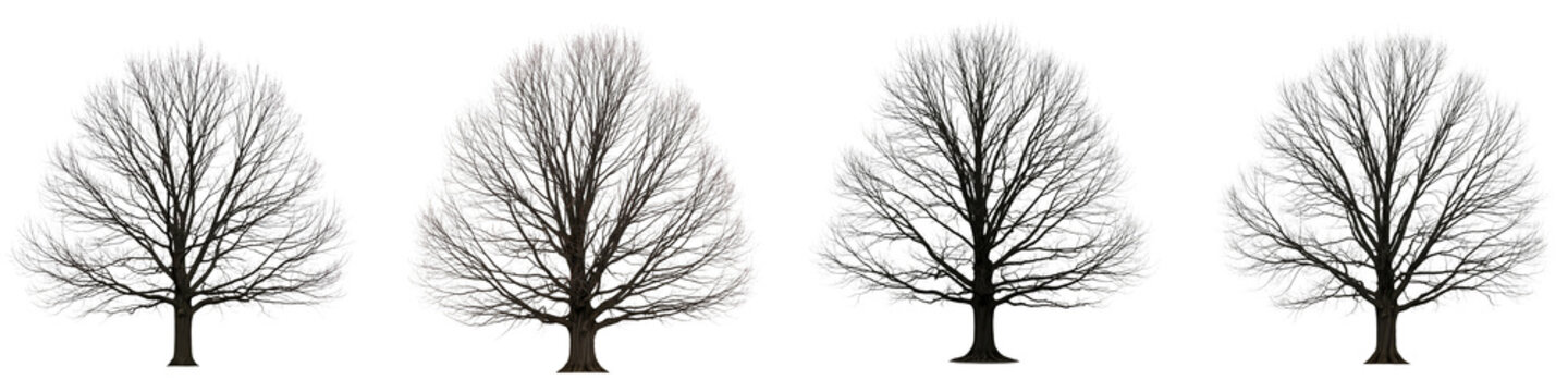 Collection of isolated bare trees without leaves set on black background