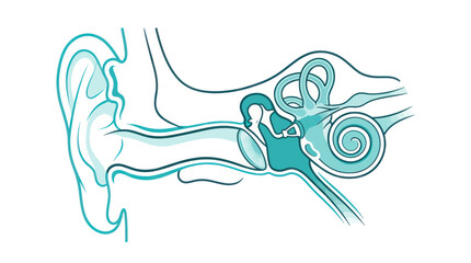 Human Ear Anatomy Diagram - Hearing Organ Cross-Section Illustration © siti