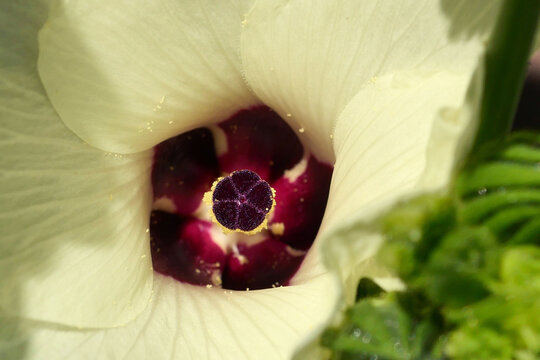 The stamen and pistil of cucumber 