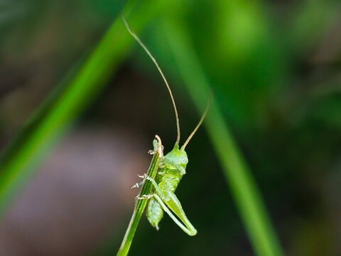 grasshopper on the grass